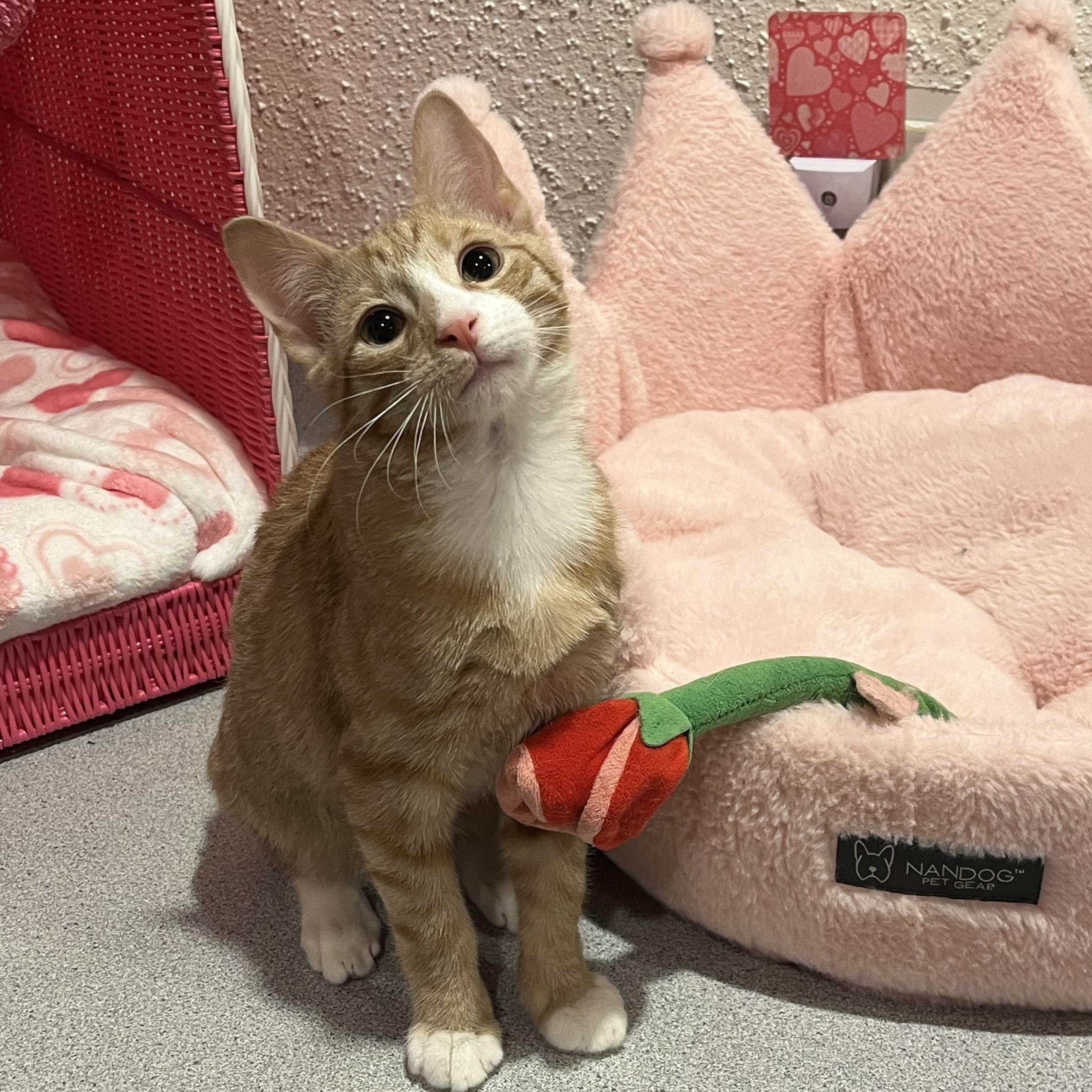 Enlarge Chester , an adopted Domestic Short Hair in Bloomsburg, PA image 2/2