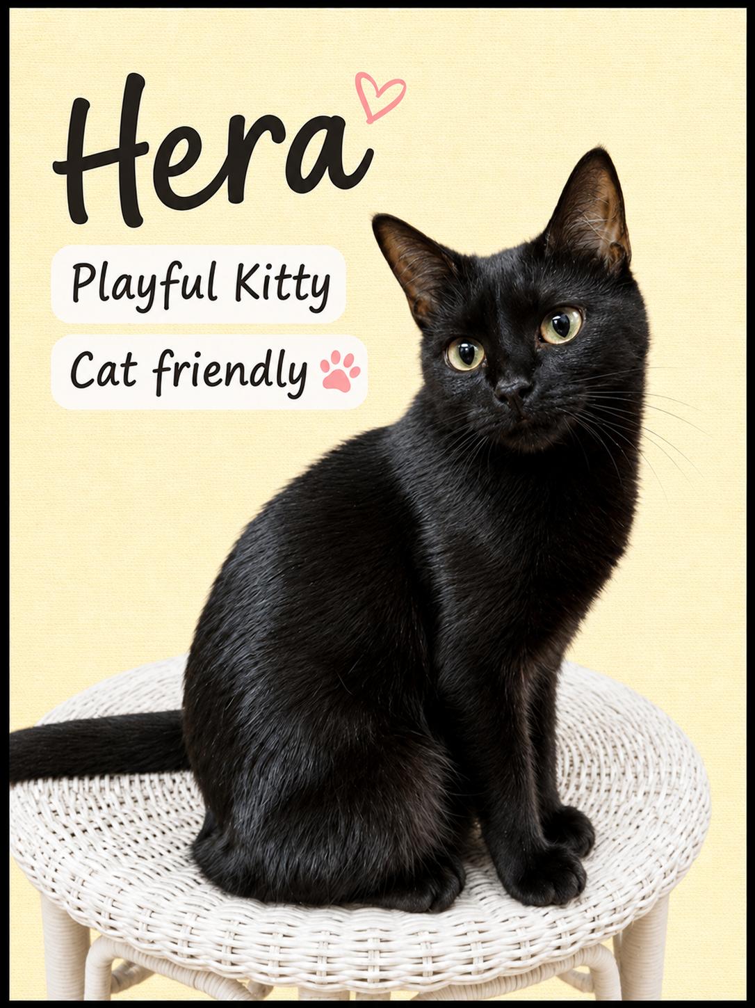 Hera (FCID# 04/22/2026-145) Willow Grove PA, Adoptable, Young Female Domestic Short Hair.