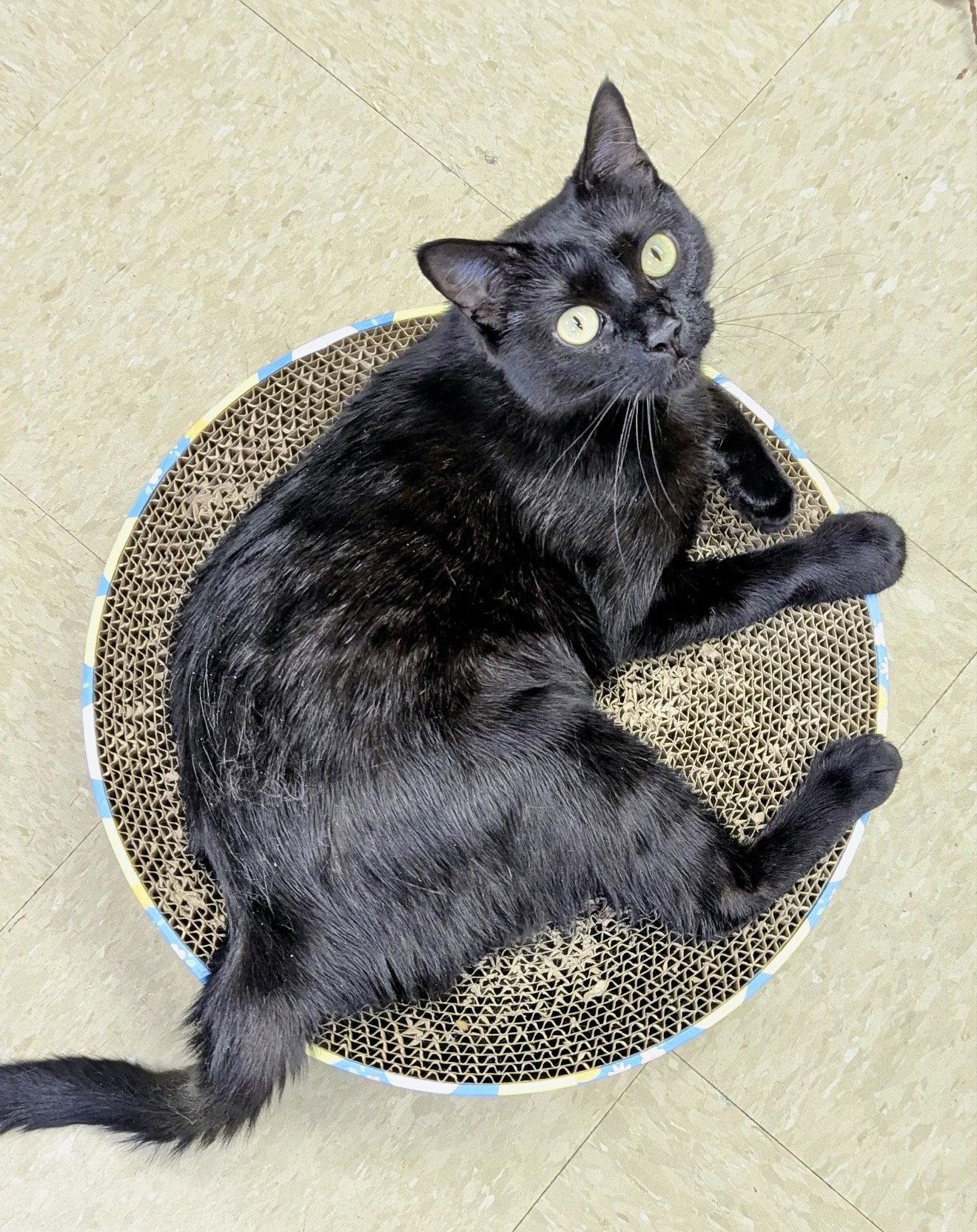 Enlarge Hera (FCID# 04/22/2026-145) Willow Grove PA, a Adoptable Domestic Short Hair in Greenville, DE image 2/3