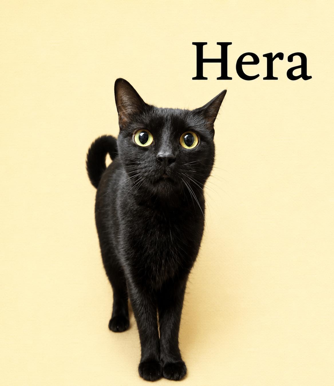 Enlarge Hera (FCID# 04/22/2026-145) Willow Grove PA, a Adoptable Domestic Short Hair in Greenville, DE image 3/3