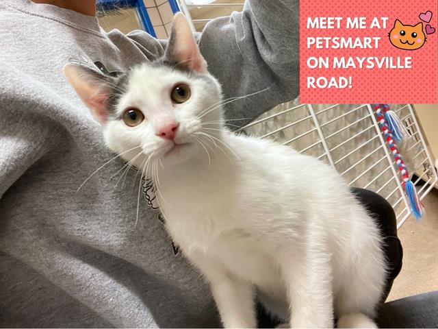 Enlarge VORTEX, a Adoptable Domestic Short Hair in Fort Wayne, IN image 1/1