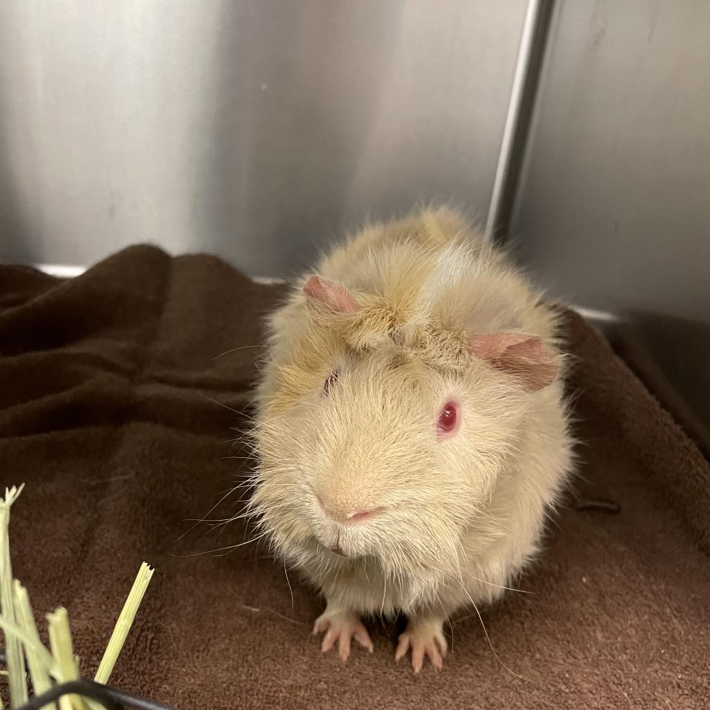 Enlarge Alvin, a Adoptable Guinea Pig in Waukesha, WI image 1/1