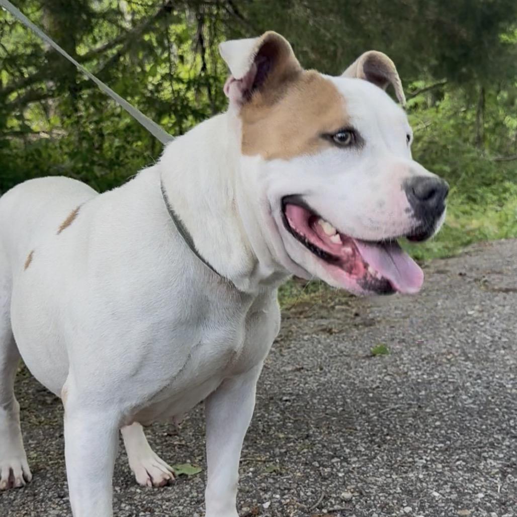 Reese, a Adoptable mixed breed in Monroeville, AL image 1/3