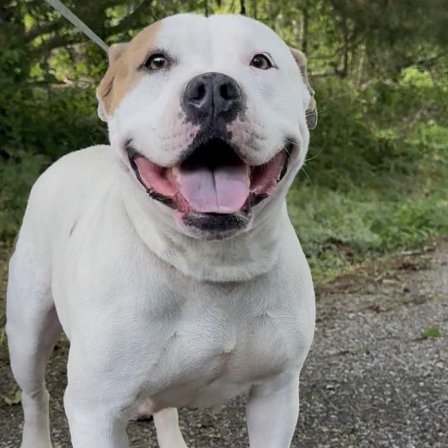 Reese, a Adoptable mixed breed in Monroeville, AL image 2/3