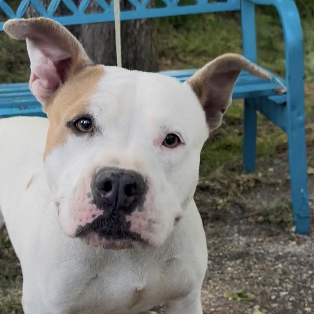 Reese, a Adoptable mixed breed in Monroeville, AL image 3/3