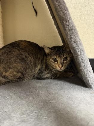 Enlarge Rita Malone 52143, a ADOPTABLE Domestic Short Hair in Oklahoma City, OK image 1/1