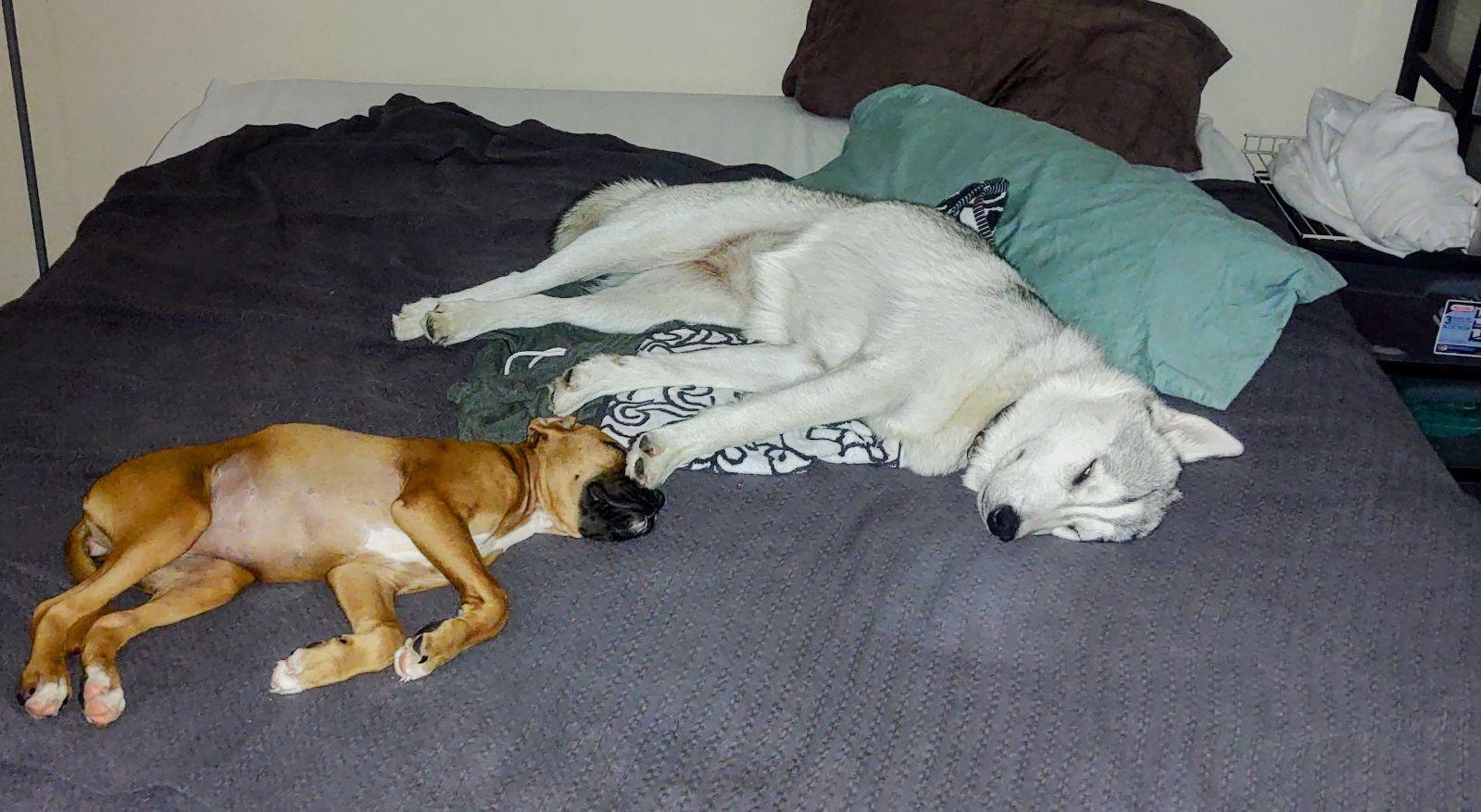 Makkah, adopted, Young Female Siberian Husky.