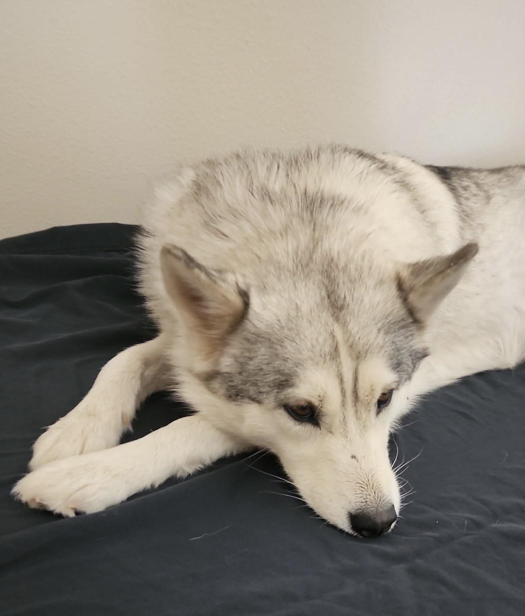 Enlarge Makkah, an adopted Siberian Husky in Menifee, CA image 2/6