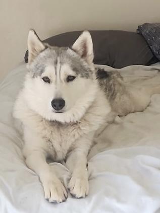 Enlarge Makkah, an adopted Siberian Husky in Menifee, CA image 3/6