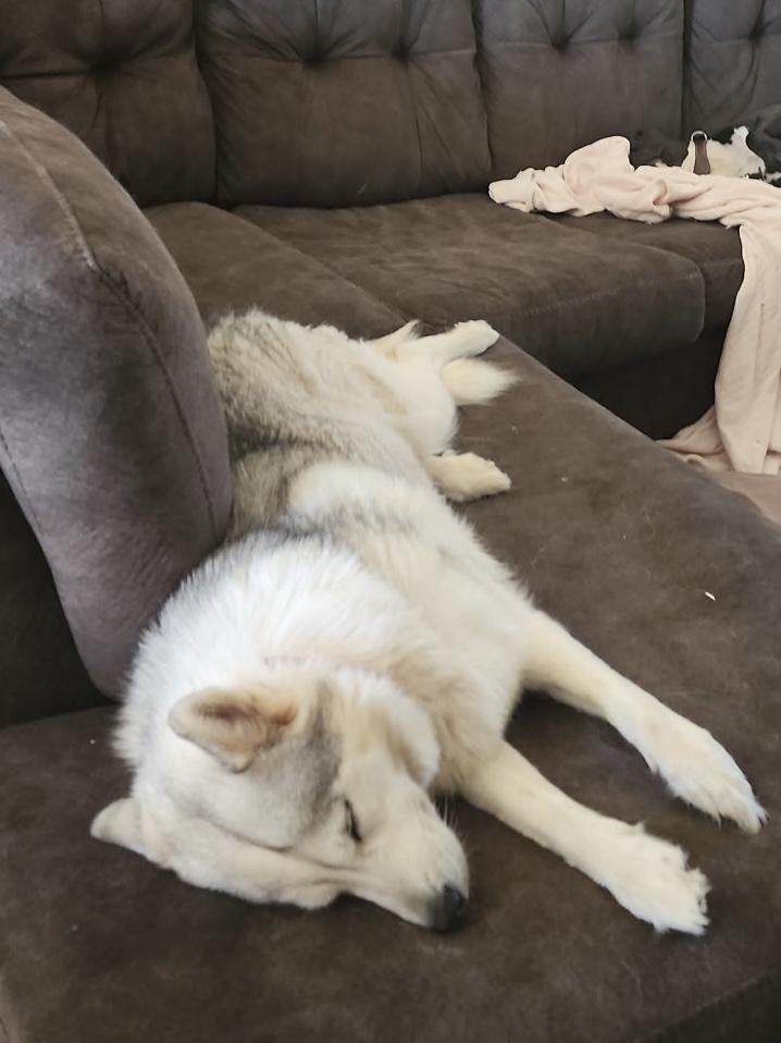 Enlarge Makkah, an adopted Siberian Husky in Menifee, CA image 4/6