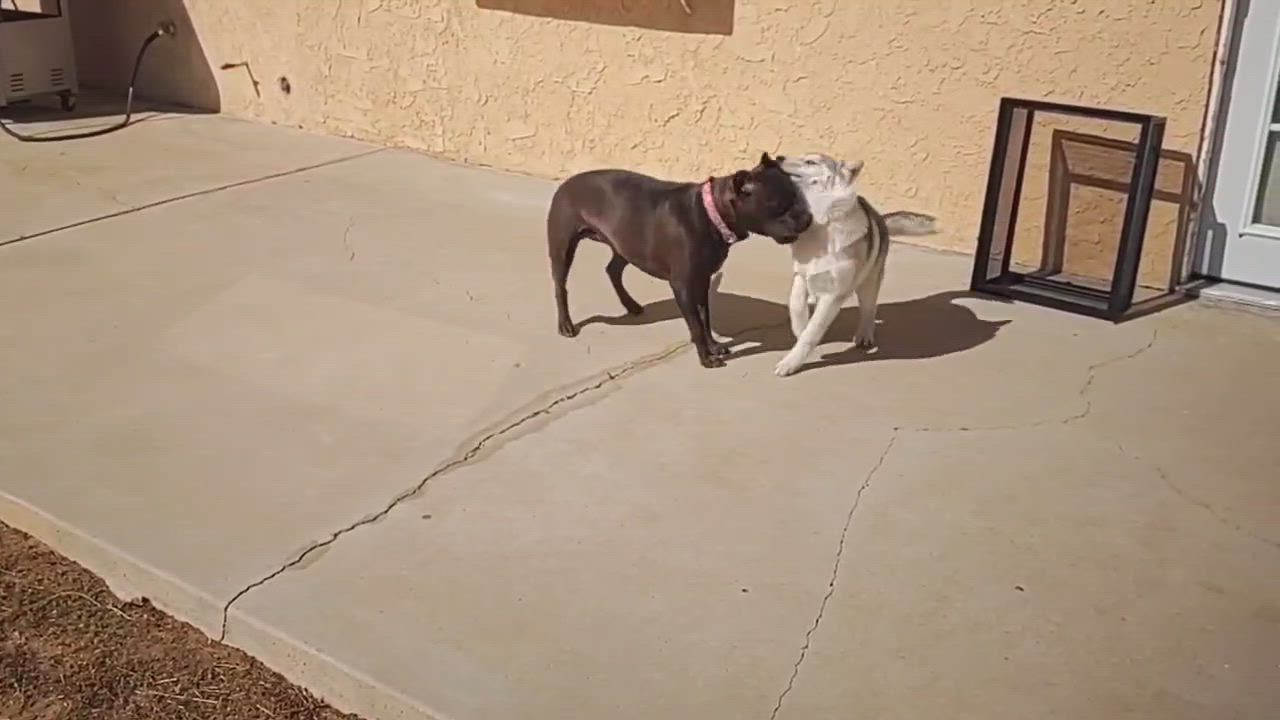 Enlarge Makkah, an adopted Siberian Husky in Menifee, CA video 6/6