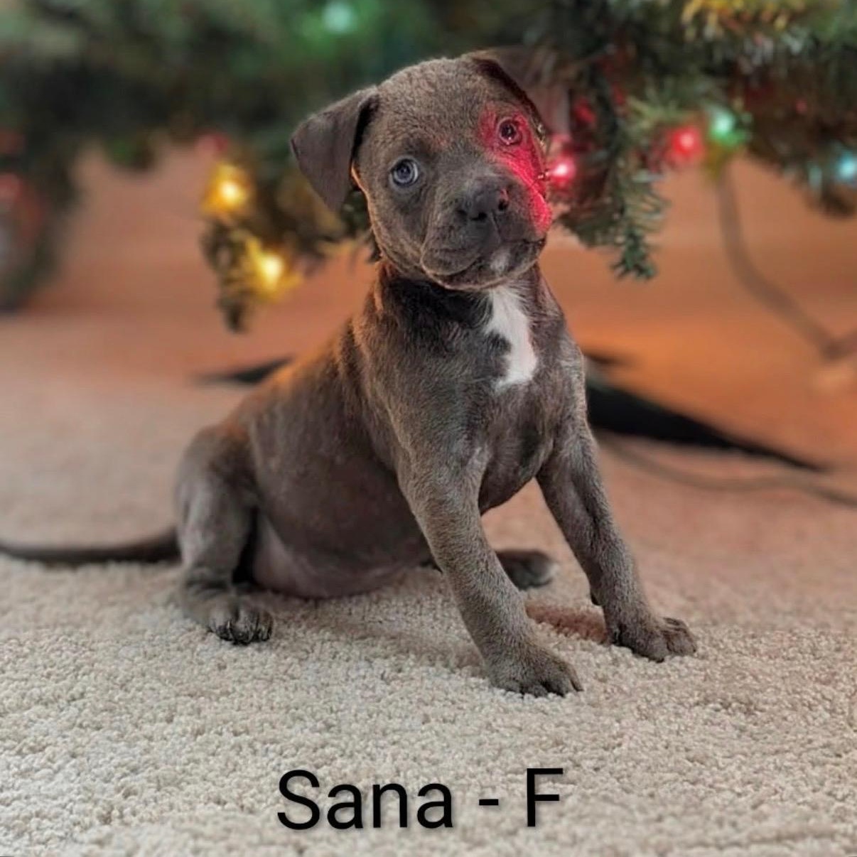Enlarge Sana , an adoption pending Pit Bull Terrier in Hamilton , NJ image 1/1