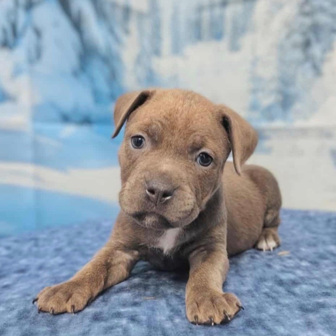 Sana , Adoptable, Puppy Female Pit Bull Terrier.