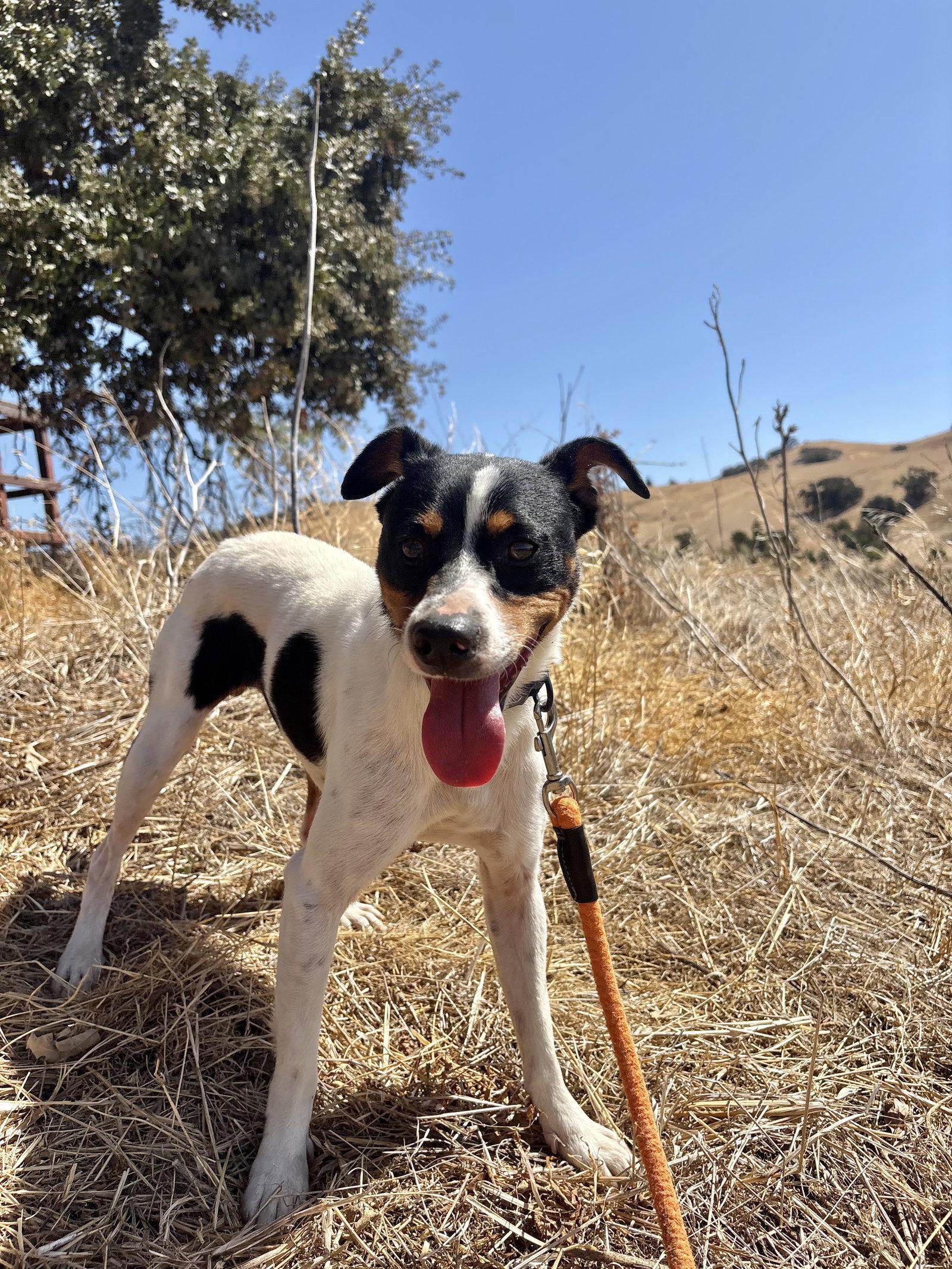 *Hunter Green, Adoptable, Adult Male Jack Russell Terrier & Parson Russell Terrier.