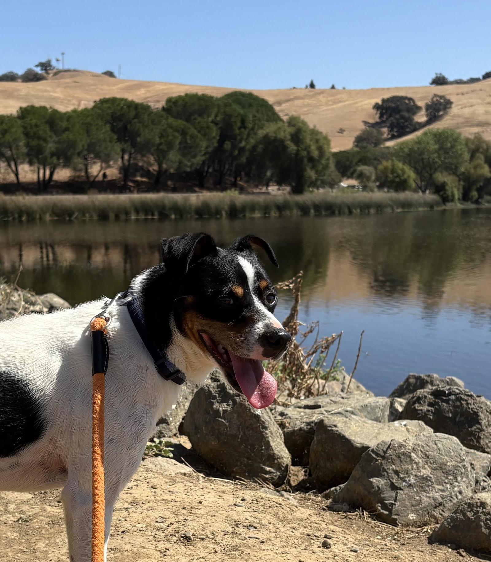 Enlarge *Hunter Green, a Adoptable mixed breed in Pittsburg, CA image 2/3