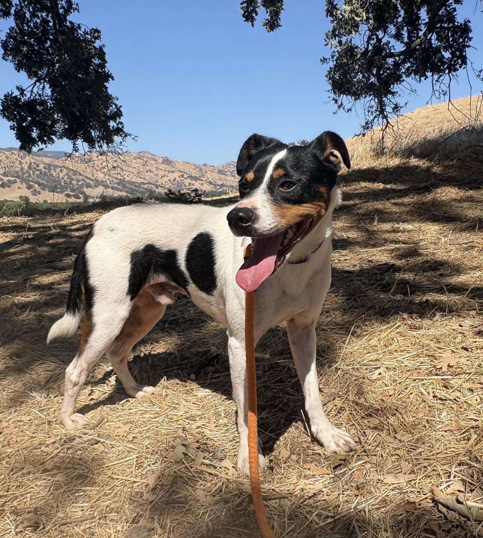 Enlarge *Hunter Green, a Adoptable mixed breed in Pittsburg, CA image 3/3