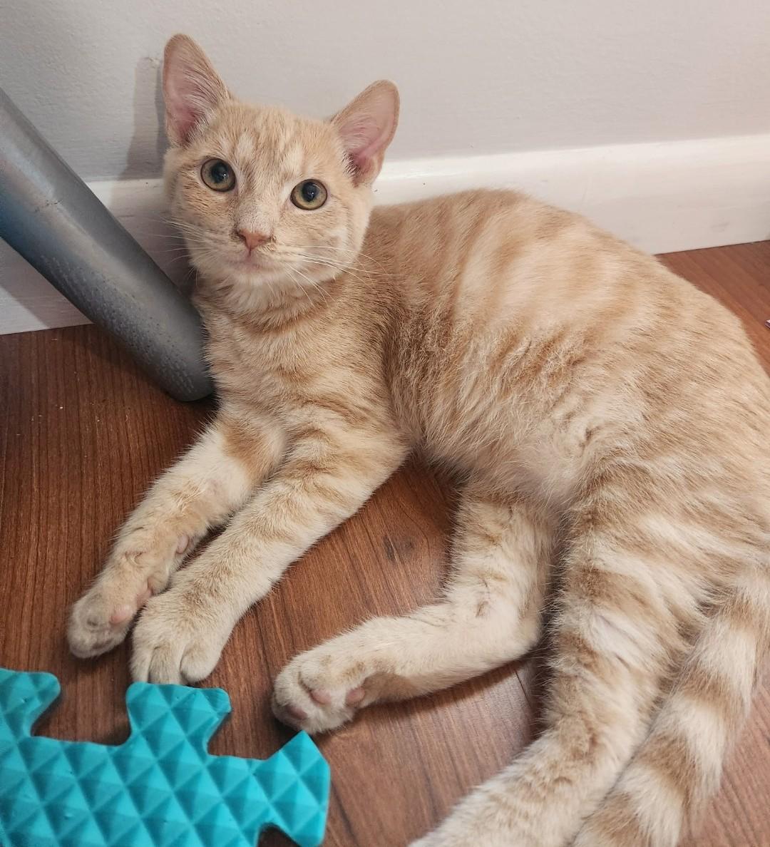 Rocket - cuddly & playful