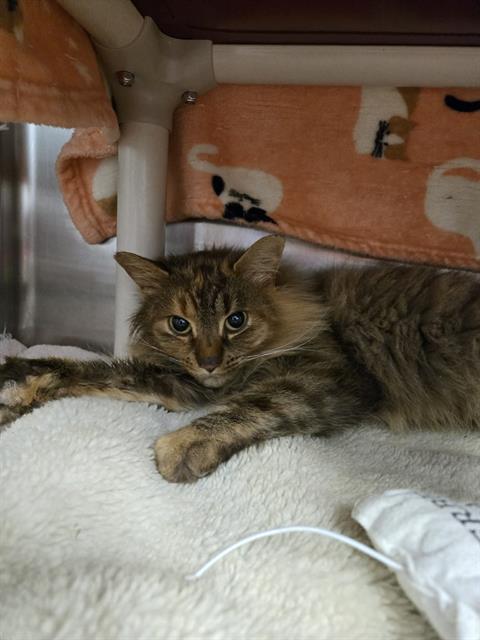 NIGHTENGALE, Adoptable, Adult Female Domestic Medium Hair.