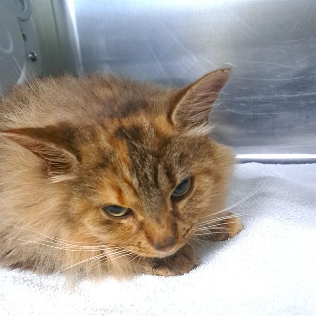 NIGHTENGALE, Adoptable, Adult Female Domestic Medium Hair.