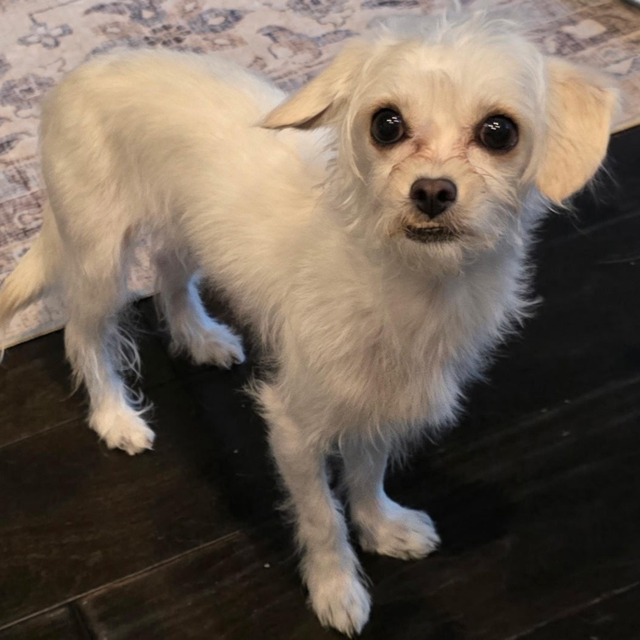 Elsa, a Adoptable mixed breed in Orange Park, FL image 4/6