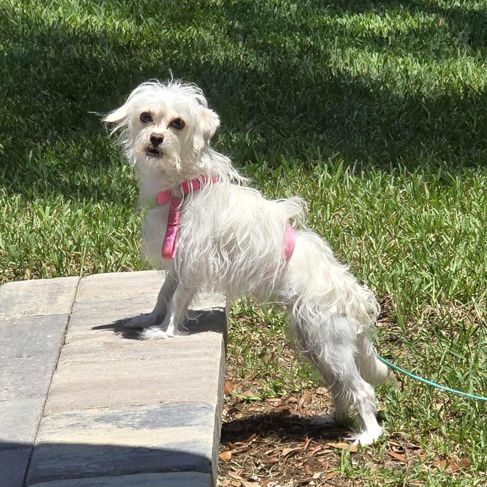 Elsa, a Adoptable mixed breed in Orange Park, FL image 1/6