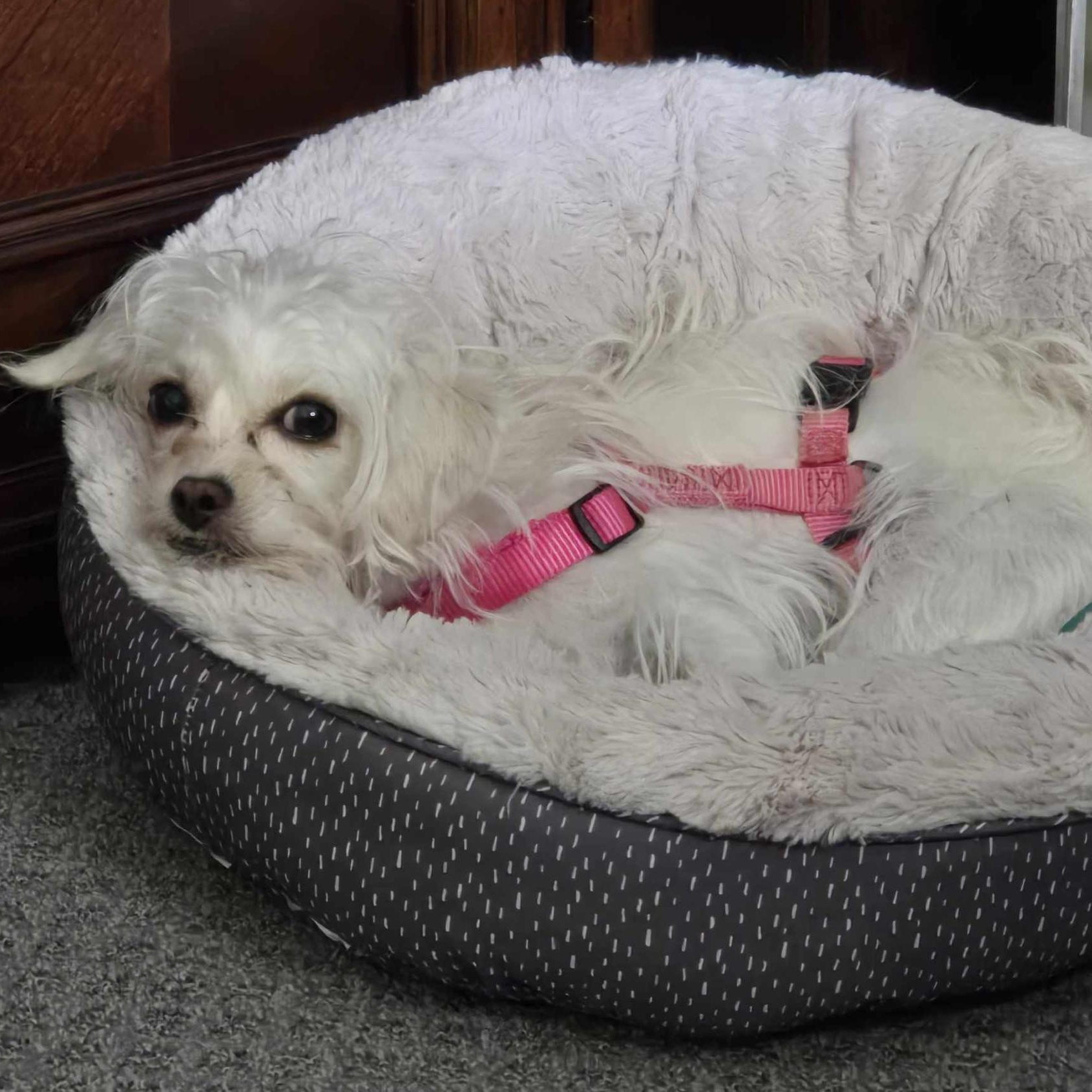 Elsa, a Adoptable mixed breed in Orange Park, FL image 2/6