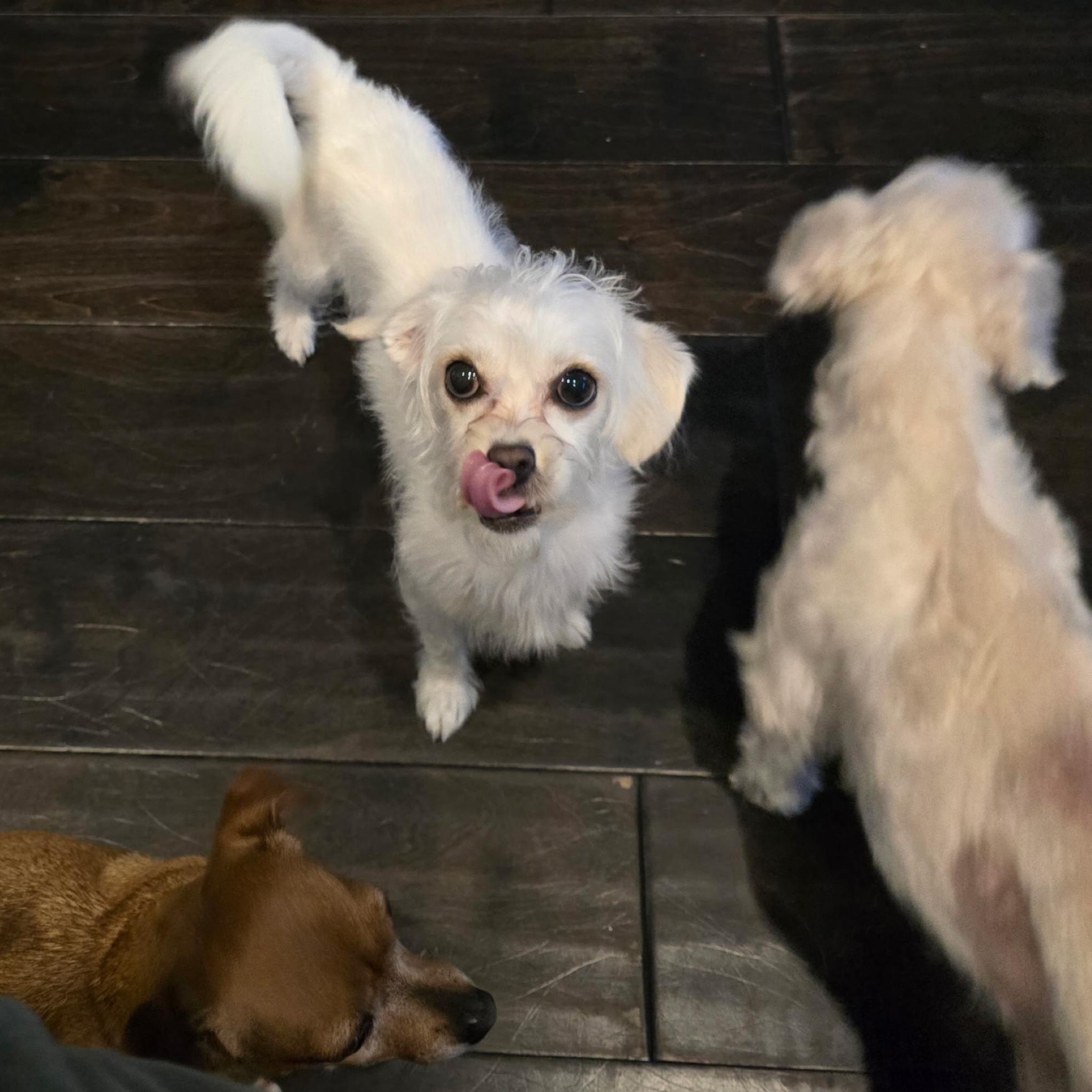 Elsa, a Adoptable mixed breed in Orange Park, FL image 5/6