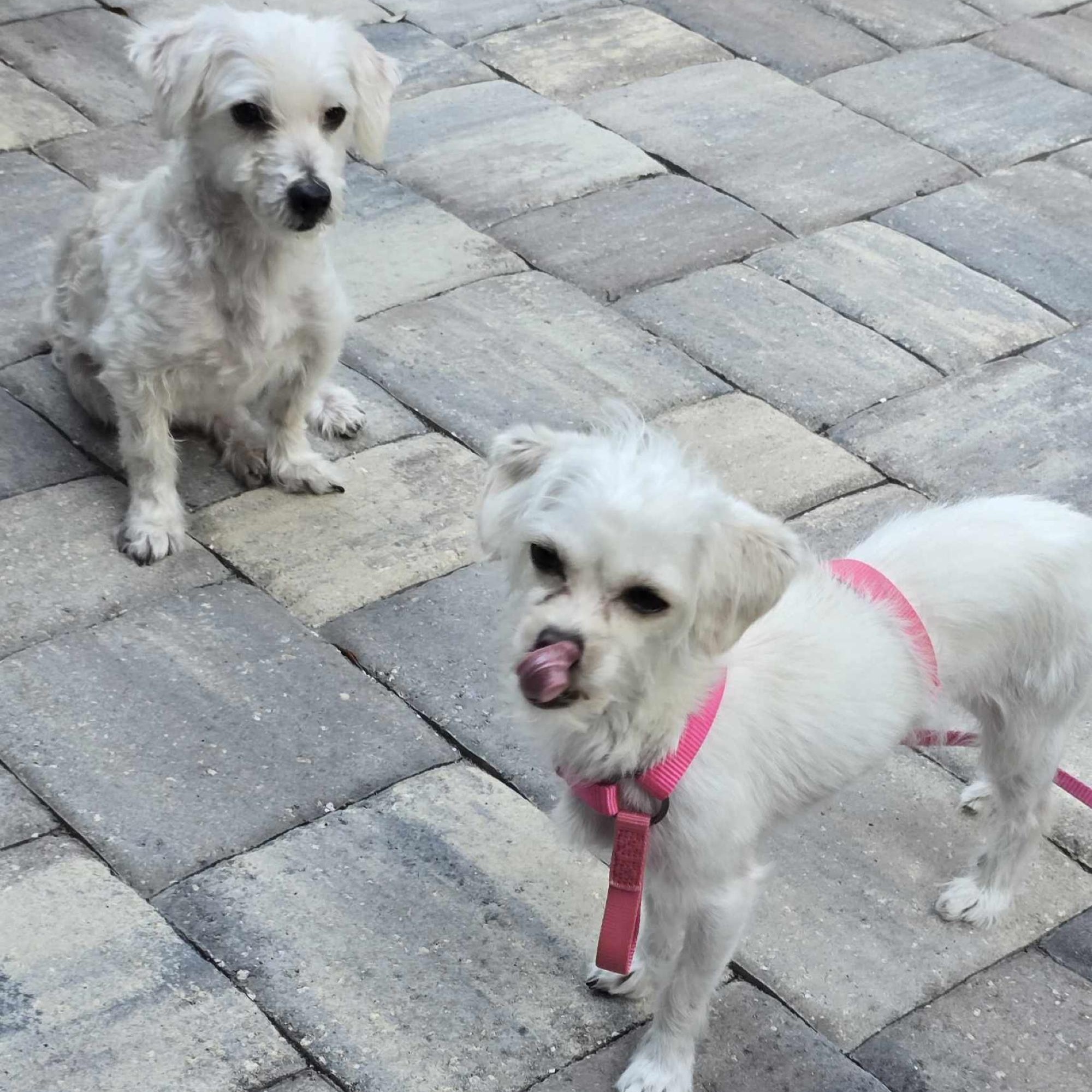 Elsa, a Adoptable mixed breed in Orange Park, FL image 3/6