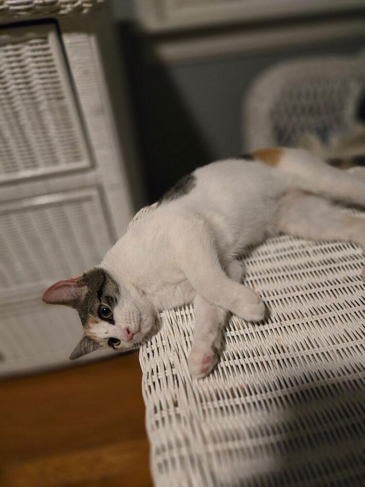 Enlarge Mirabel, a Adoptable Domestic Short Hair in Henrico, VA image 1/3