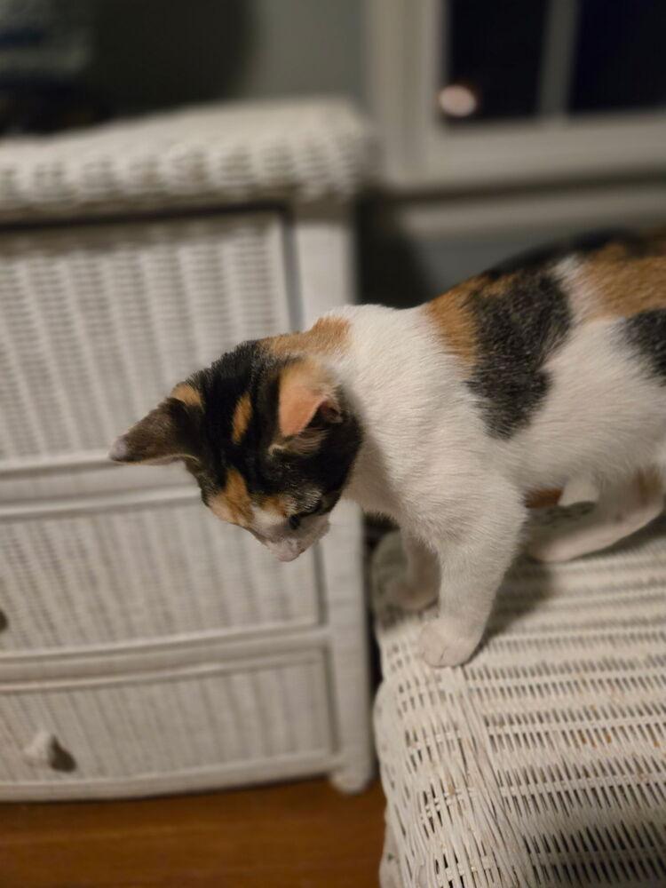 Enlarge Mirabel, a Adoptable Domestic Short Hair in Henrico, VA image 2/3