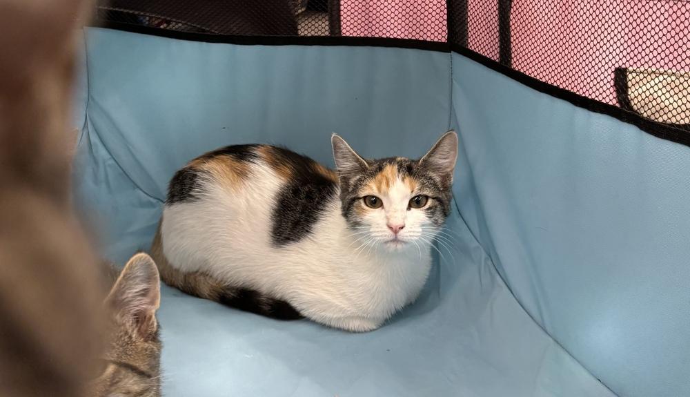 Enlarge Mirabel, a Adoptable Domestic Short Hair in Henrico, VA image 3/3