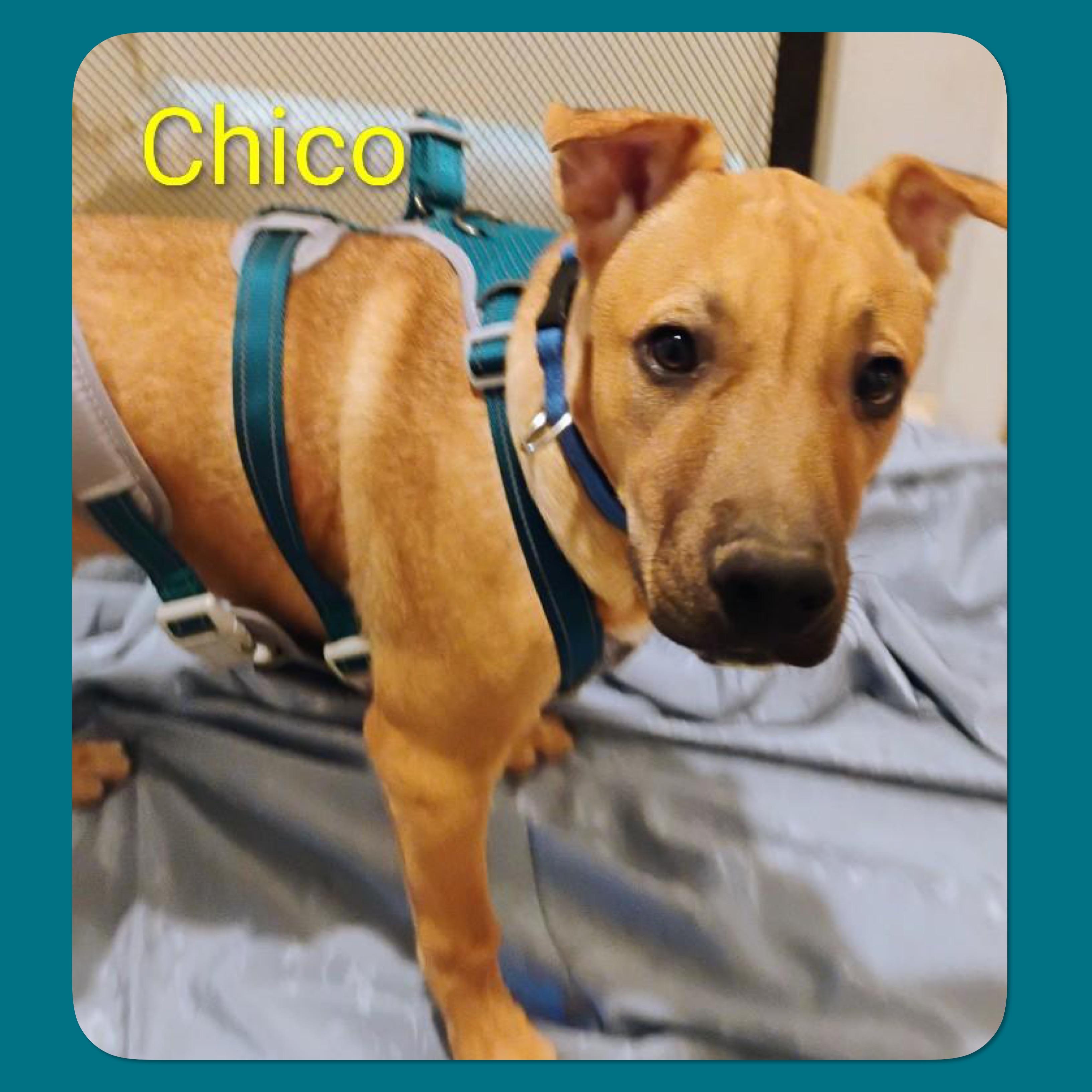 Enlarge Chico, a Adoptable mixed breed in Tucson, AZ image 1/1