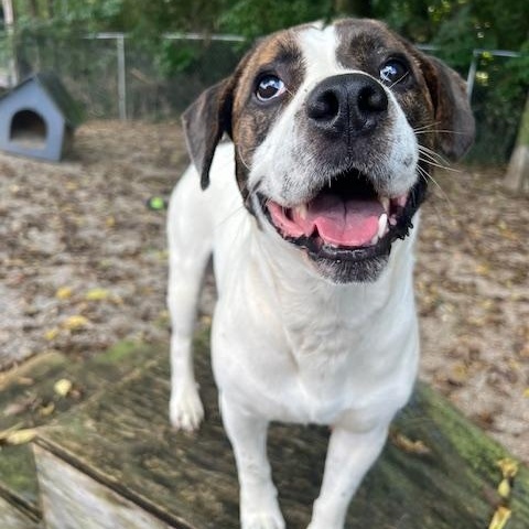 Enlarge Dougie , a ADOPTABLE mixed breed in Shelbyville, IN image 1/4