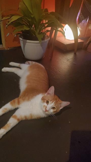 Paco