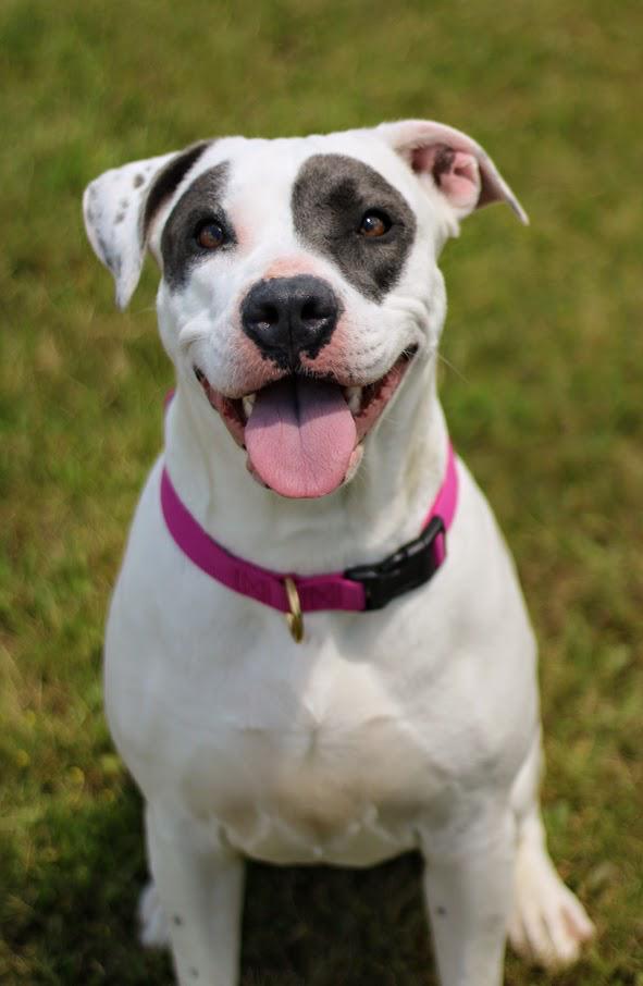 Enlarge Juno, a Adoptable mixed breed in Coldwater, MI image 3/4