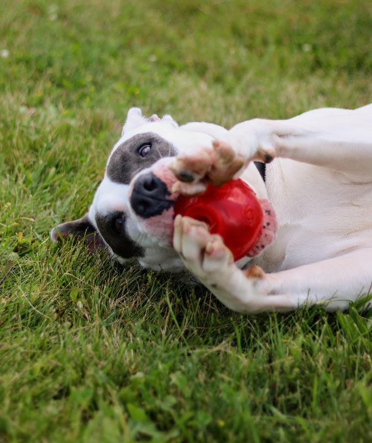 Enlarge Juno, a Adoptable mixed breed in Coldwater, MI image 4/4