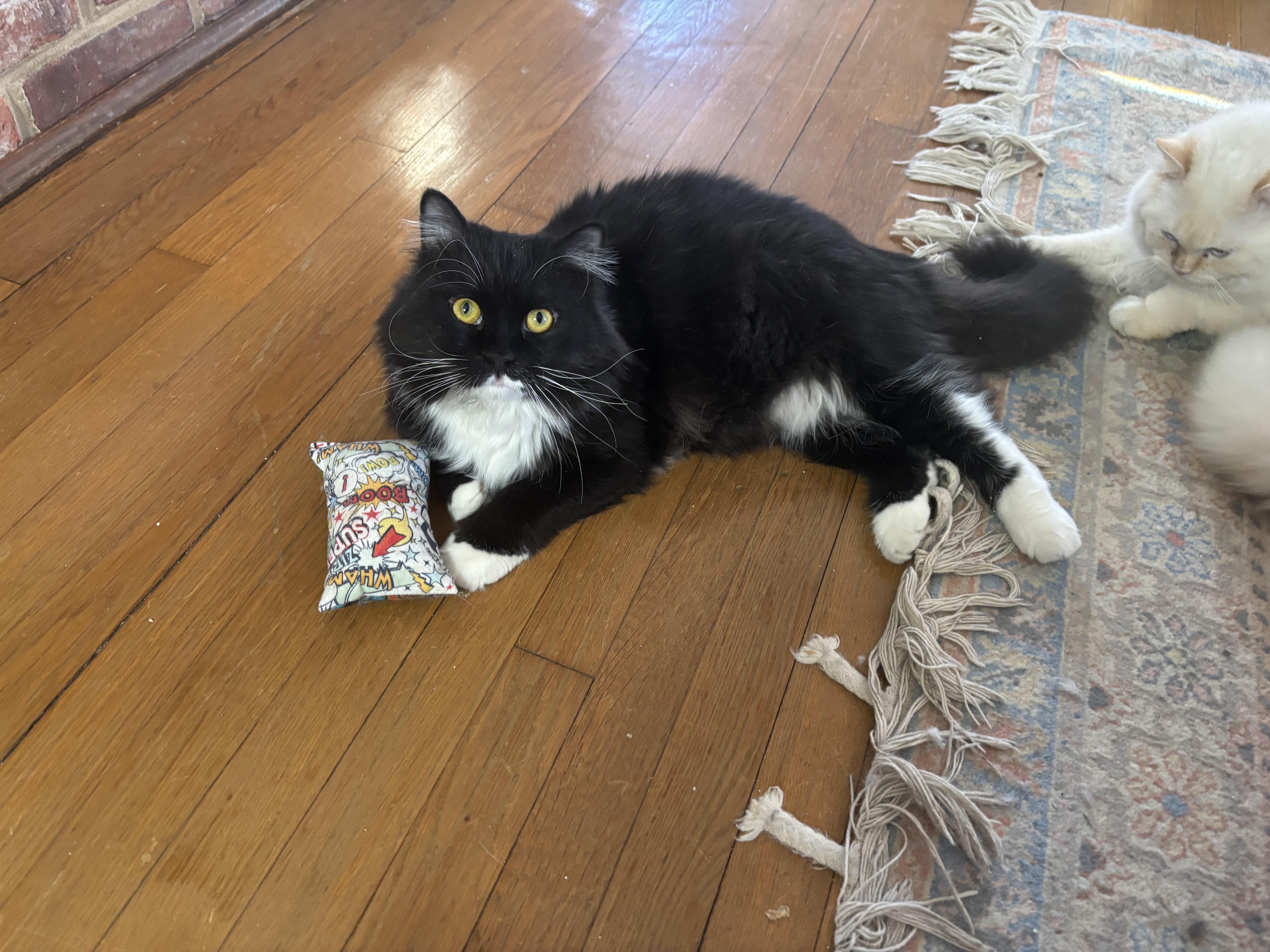 Enlarge Winston (part Persian), an adopted Persian in Fairfax, VA image 4/5