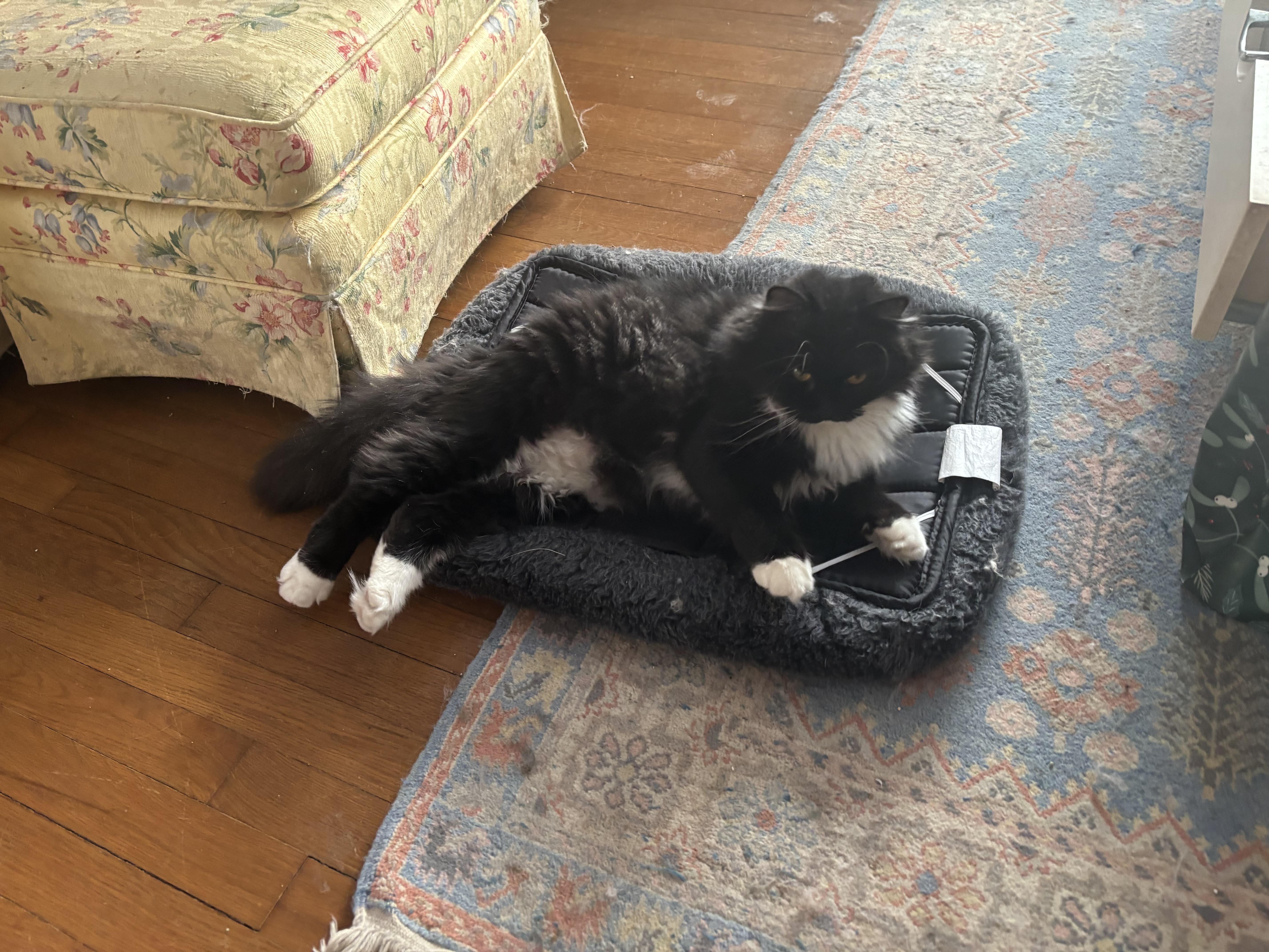 Enlarge Winston (part Persian), an adopted Persian in Fairfax, VA image 3/5