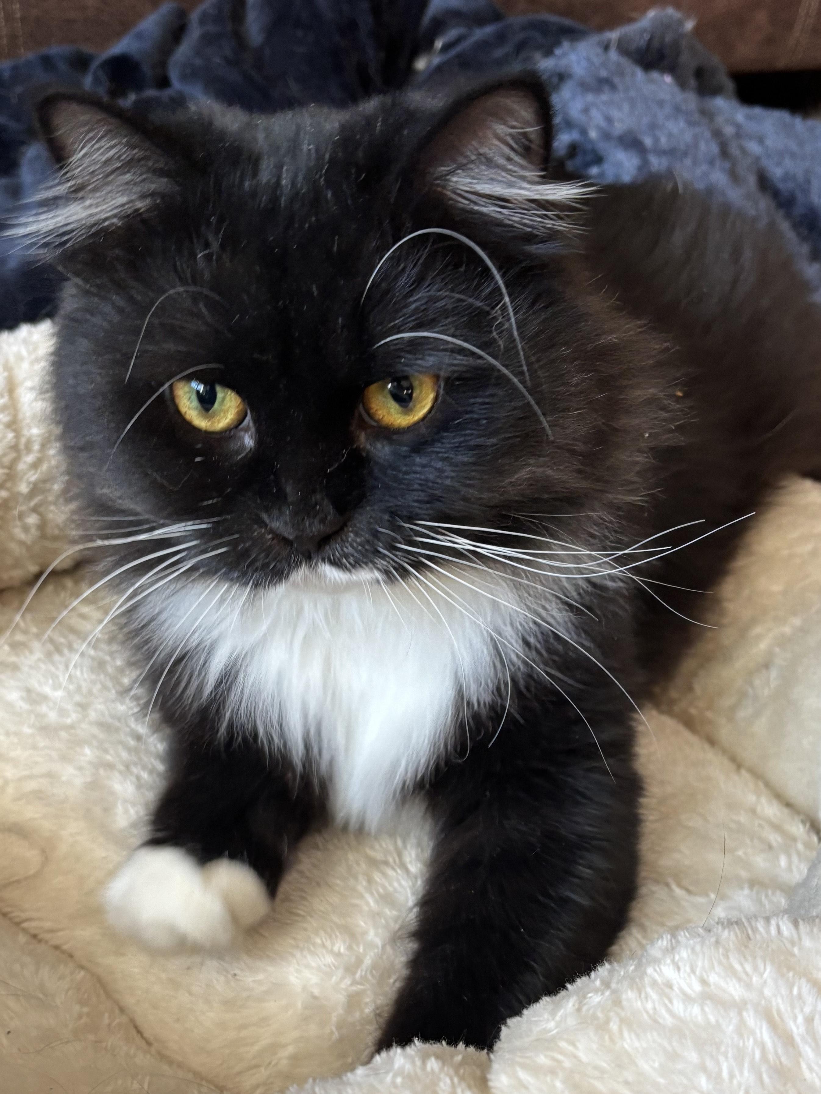 Enlarge Winston (part Persian), an adopted Persian in Fairfax, VA image 2/5