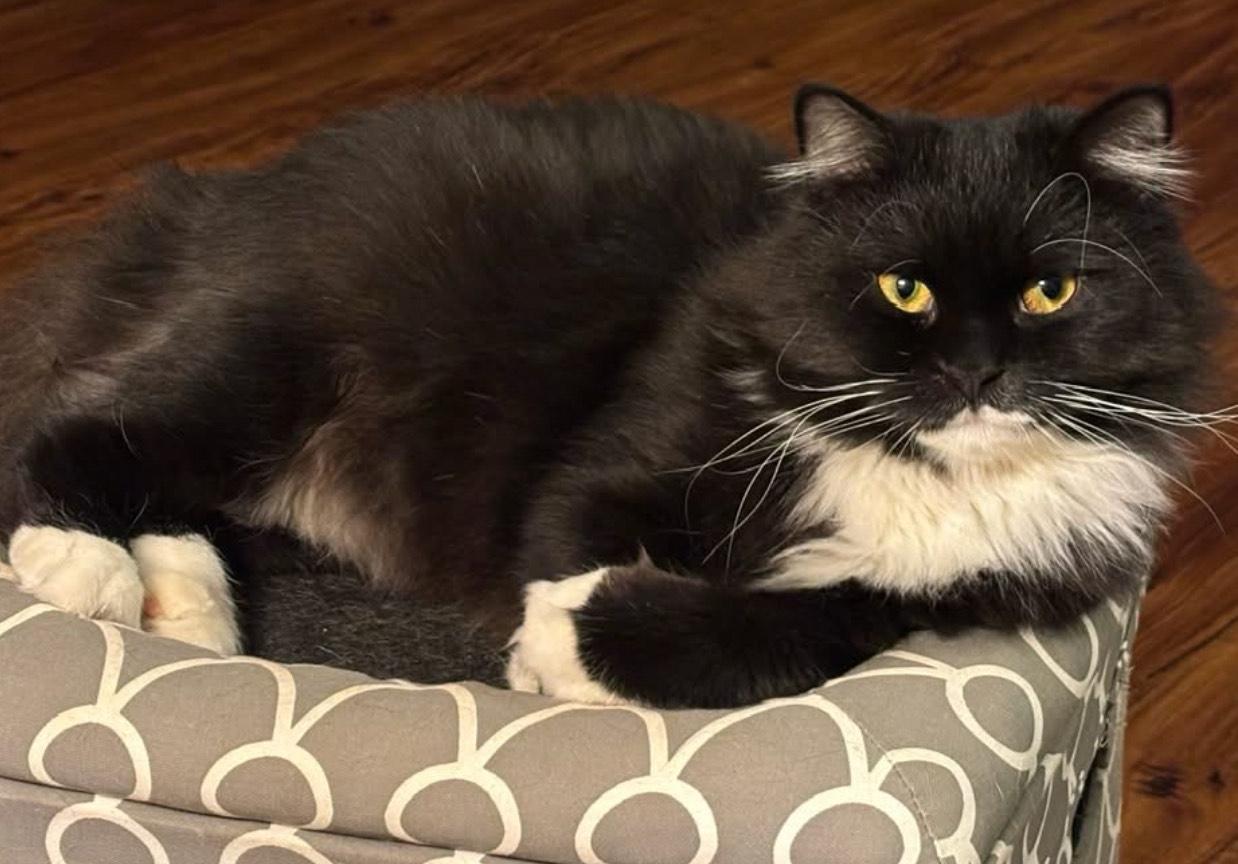 Winston (part Persian), adopted, Young Male Persian.