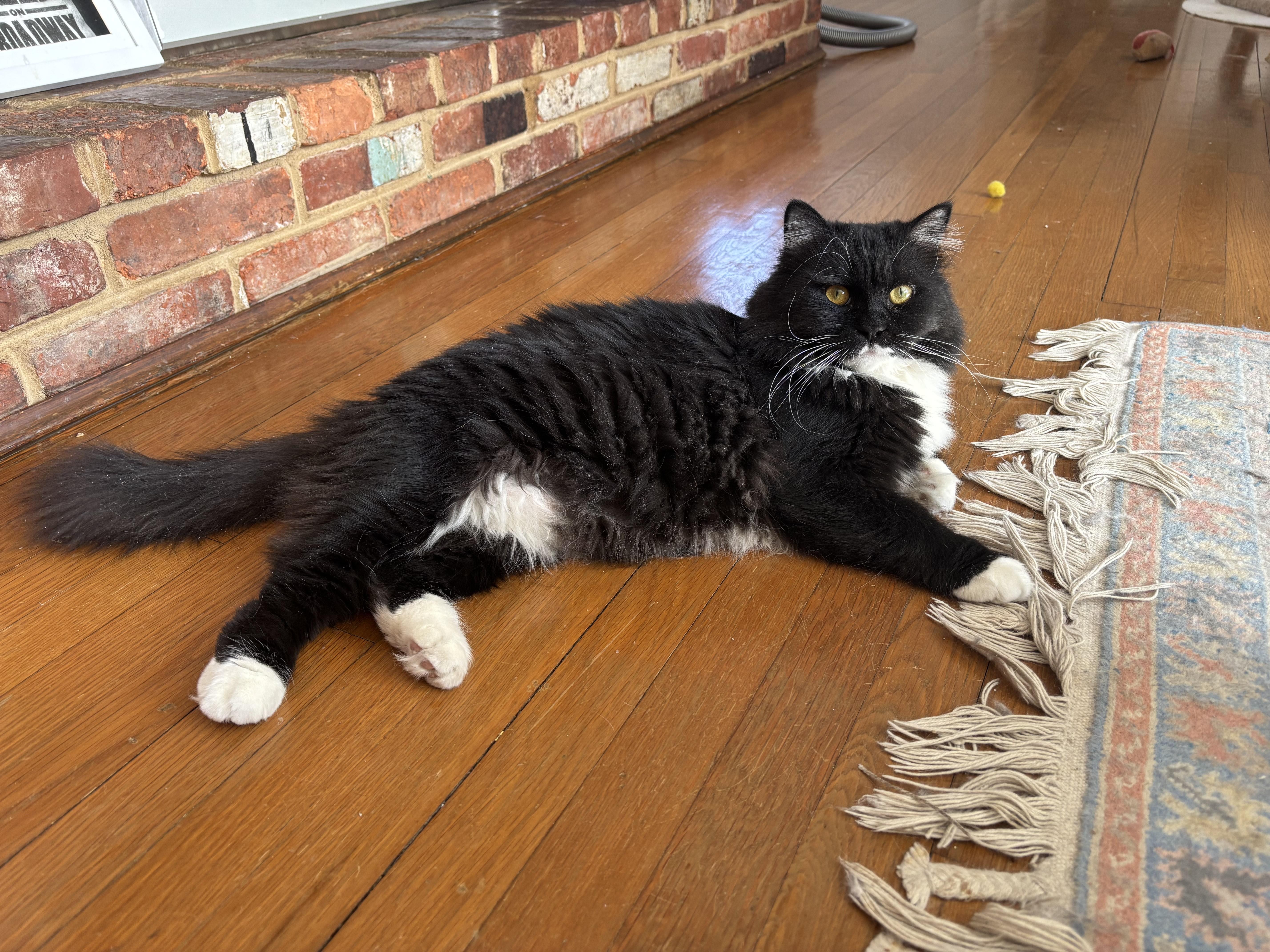 Enlarge Winston (part Persian), an adopted Persian in Fairfax, VA image 5/5