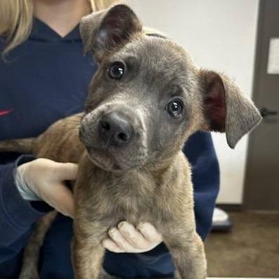 Enlarge Davey, a Adoptable mixed breed in Hattiesburg, MS image 1/3