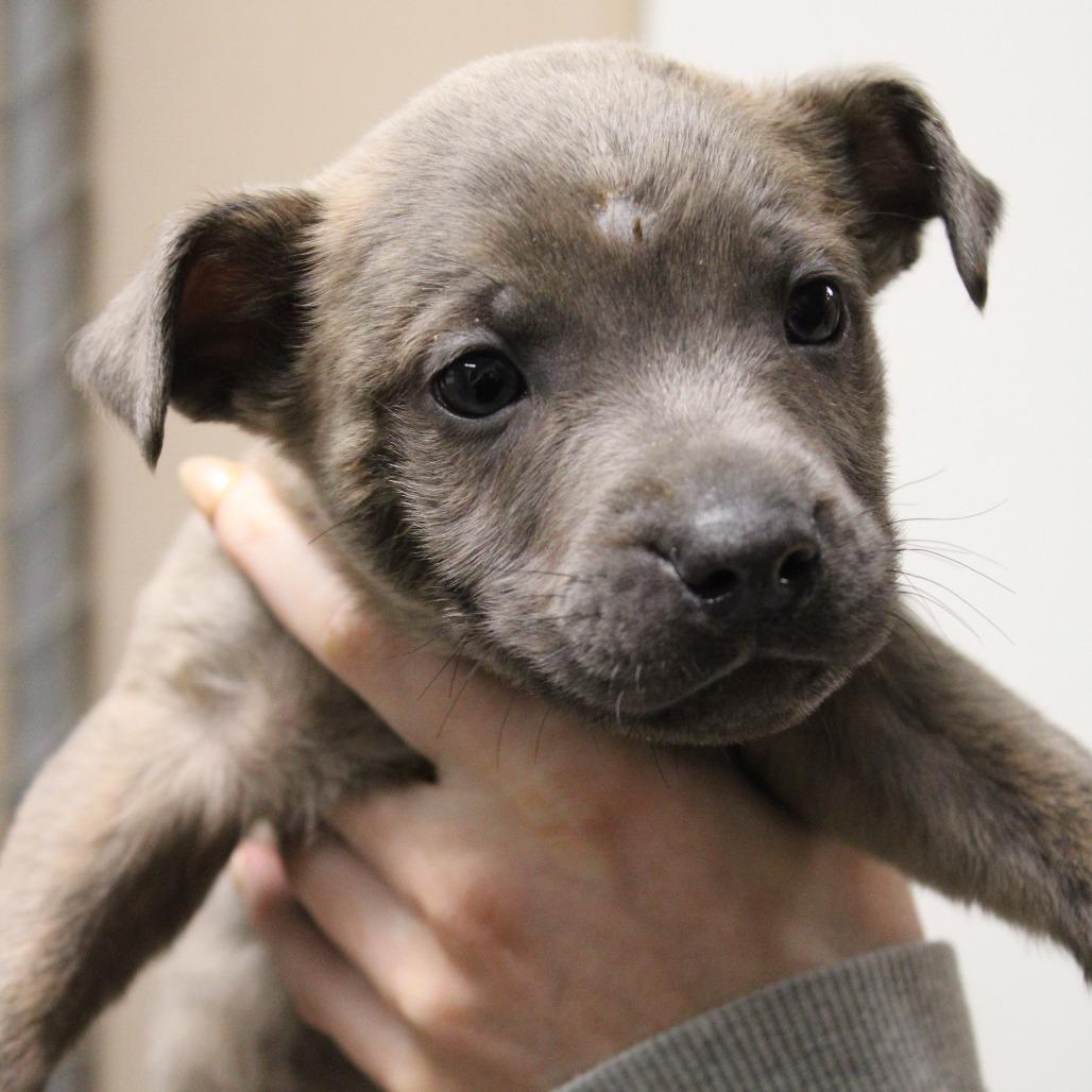 Enlarge Davey, a Adoptable mixed breed in Hattiesburg, MS image 2/3