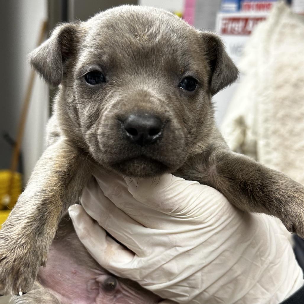 Enlarge Davey, a Adoptable mixed breed in Hattiesburg, MS image 3/3