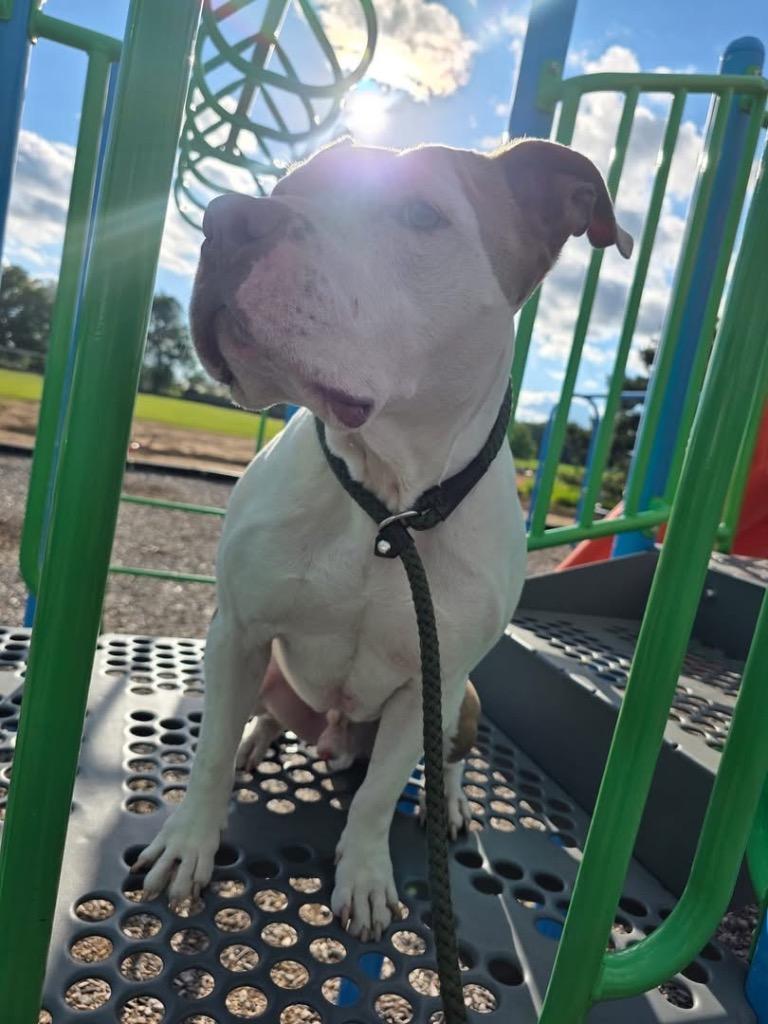 Enlarge Azriel, a Adoptable mixed breed in Charlotte, MI image 1/6