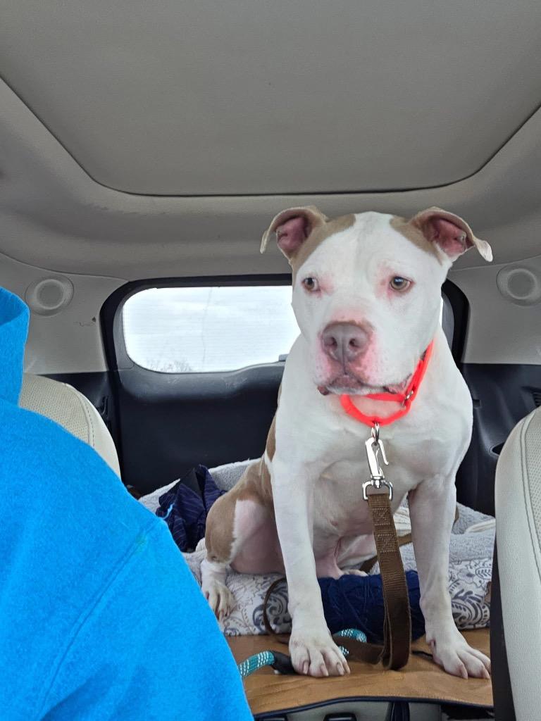 Enlarge Azriel, a Adoptable mixed breed in Charlotte, MI image 2/6