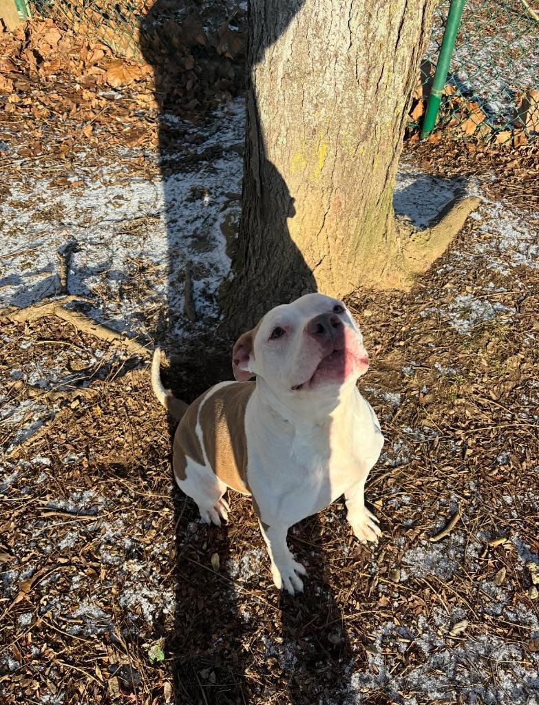 Enlarge Azriel, a Adoptable mixed breed in Charlotte, MI image 3/6