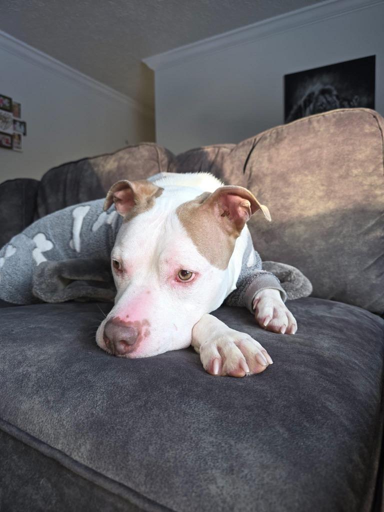 Enlarge Azriel, a Adoptable mixed breed in Charlotte, MI image 4/6