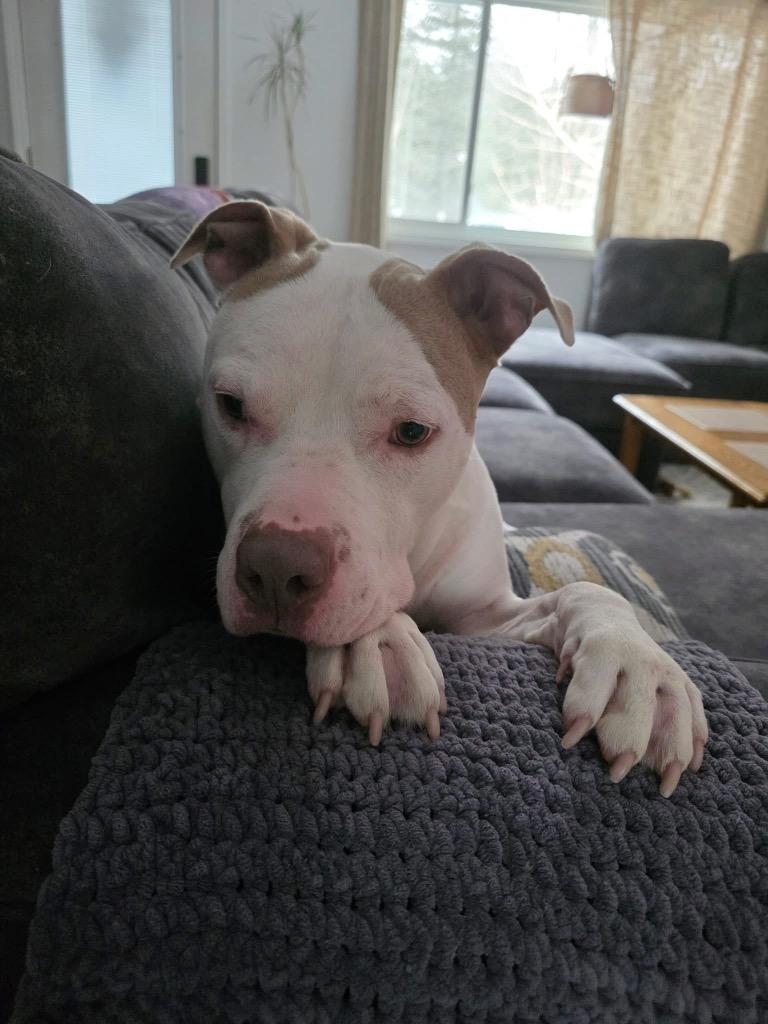 Enlarge Azriel, a Adoptable mixed breed in Charlotte, MI image 5/6