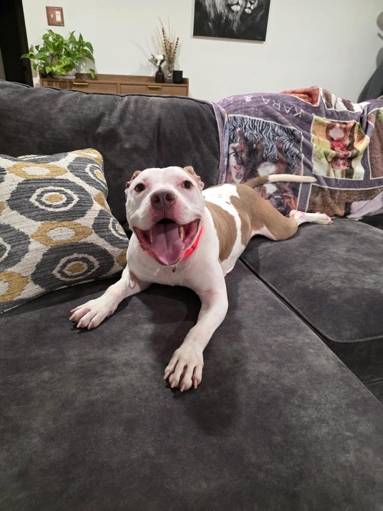 Enlarge Azriel, a Adoptable mixed breed in Charlotte, MI image 6/6